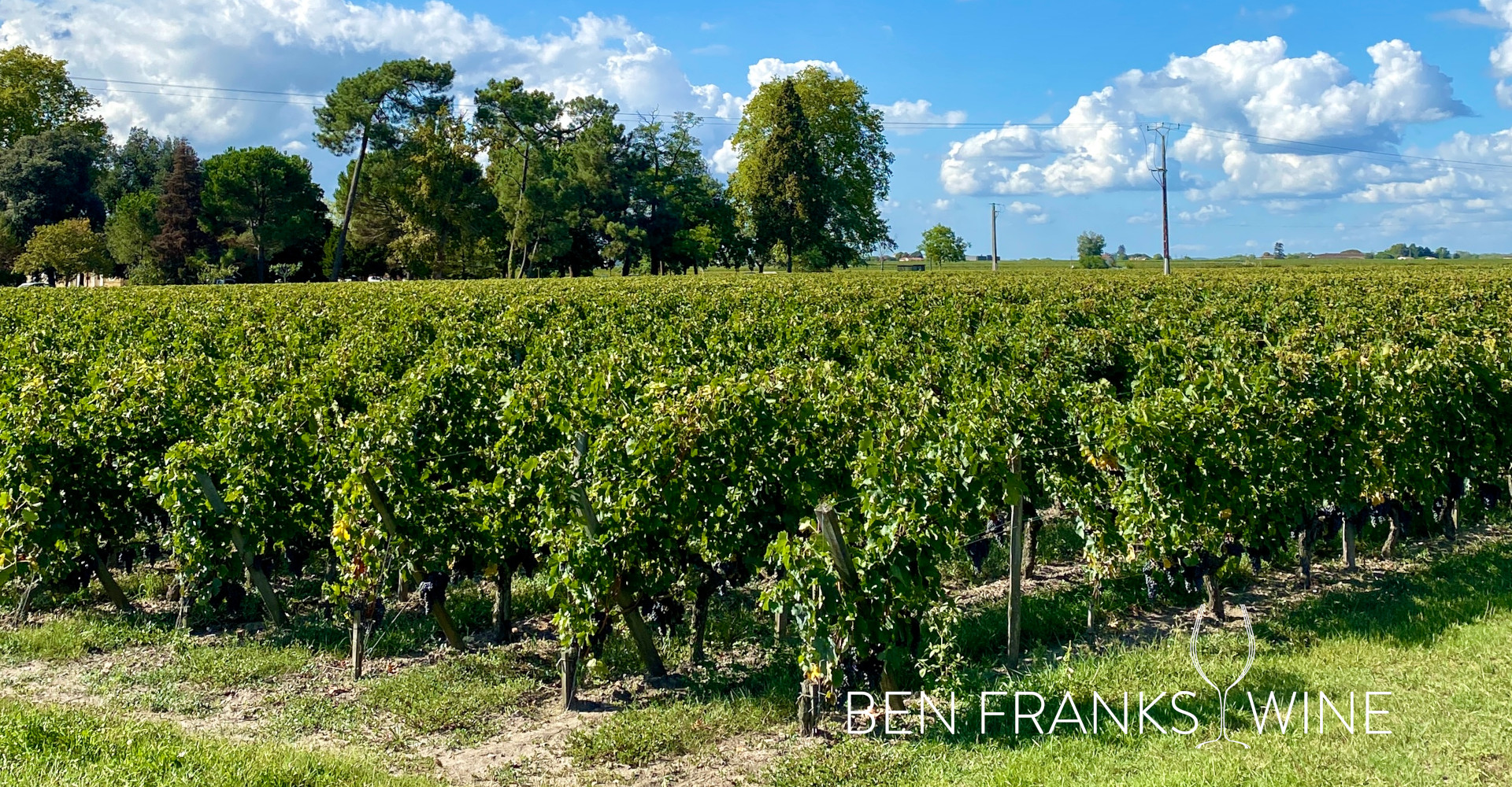 Sustainability - Vines at Chateau Jean Faure