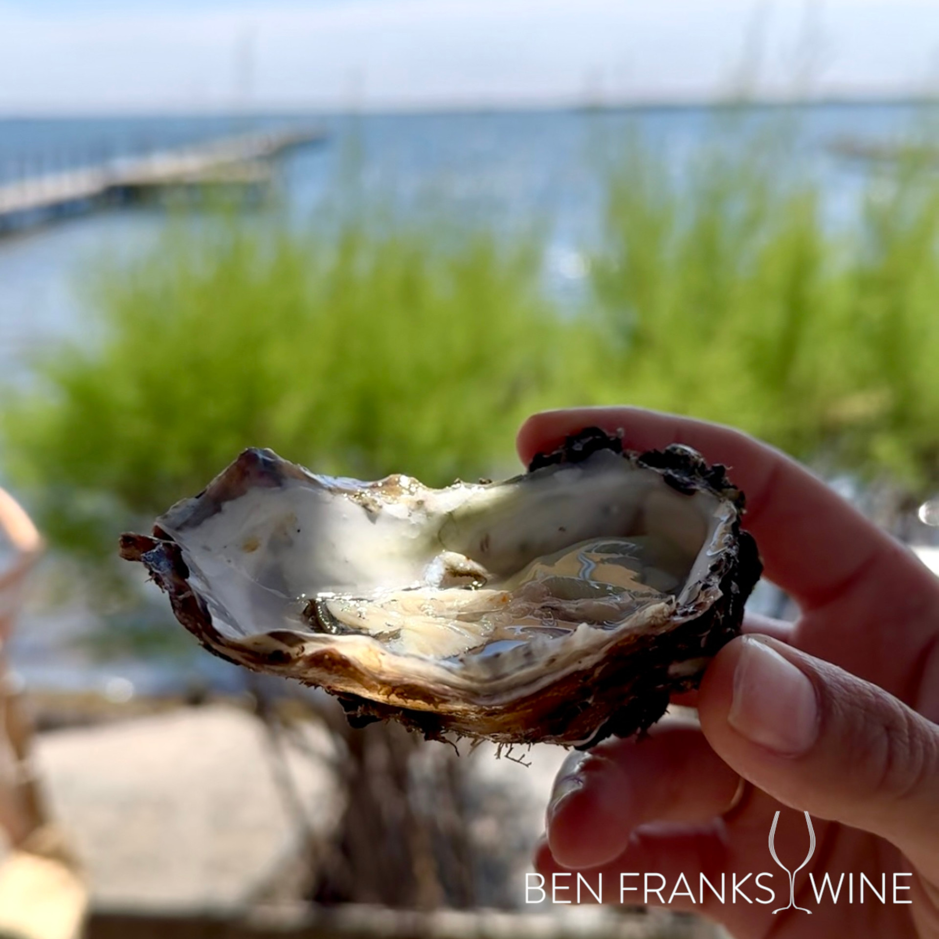 Sophia Longhi eats oysters in Picpoul
